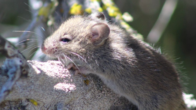 Țara care impune o carantină de trei săptămâni pentru pasagerii de pe nava de croazieră afectată de focarul hantavirus