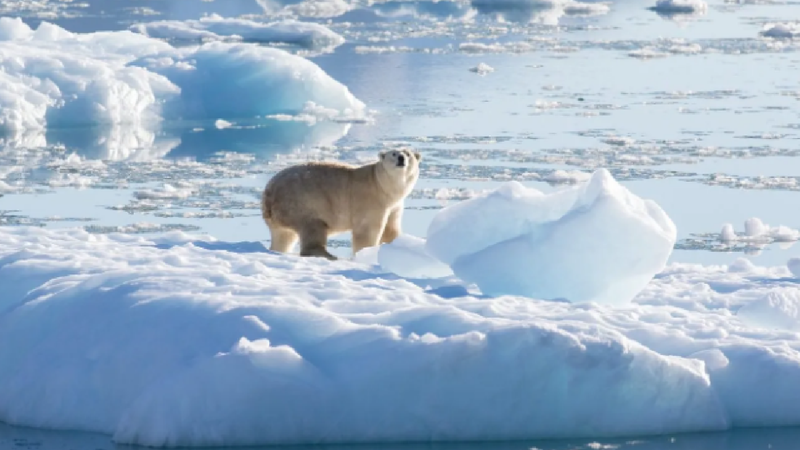 Premieră în Europa: Un urs polar a fost depistat cu gripă aviară