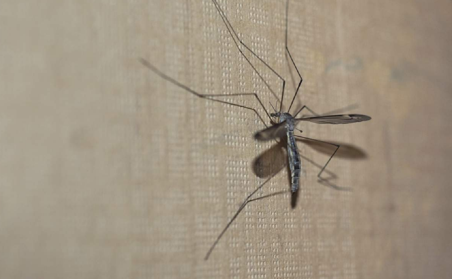 Medicii sunt în alertă: Ce este virusul chikungunya, transmis de țânțari, care se extinde spre Europa. Ce simptome provoacă