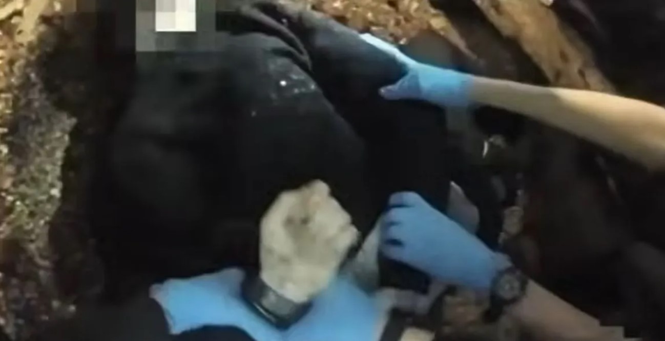 (video) „Nu pot să respir”. Imagini care au declanșat proteste în Marea Britanie: Poliția a încătușat din greșeală un adolescent înjunghiat, iar acesta a decedat