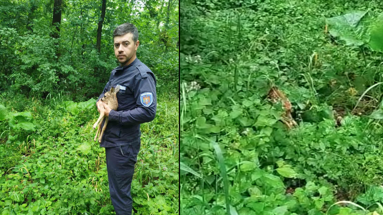 (foto/video) Un pui de căprior găsit de un localnic din Vărz